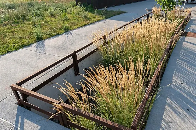 Shows Bioswales in a planter box on the sidewalk